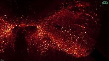 Dopaminergic neurons in an adult mouse brain