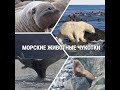 Морские животные Чукотки