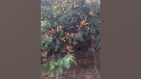 Vải u hồng Lục Ngạn Bắc Giang