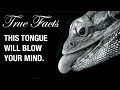 True facts snake and lizard tongues