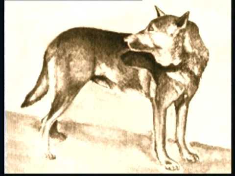 The German Shepherd - Pet Dog Documentary English