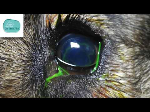 Video: Degeneración Del Iris Del Ojo En Perros
