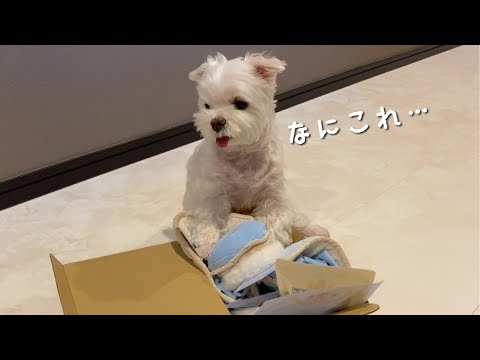 突然届いた可愛すぎるおもちゃに愛犬が呆然としてしまいました…