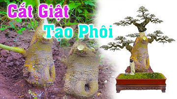 Làm Phôi theo kiểu Cắt Giật