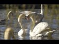 🦢 Swans in Love 2014  🦢 by Ani Male