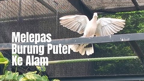 MELEPAS BURUNG KE ALAM