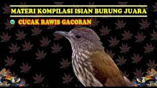 CUCAK RAWIS GACORAN FULL MASTERAN KOMPILASI ISIAN BURUNG JUARA NASIONAL