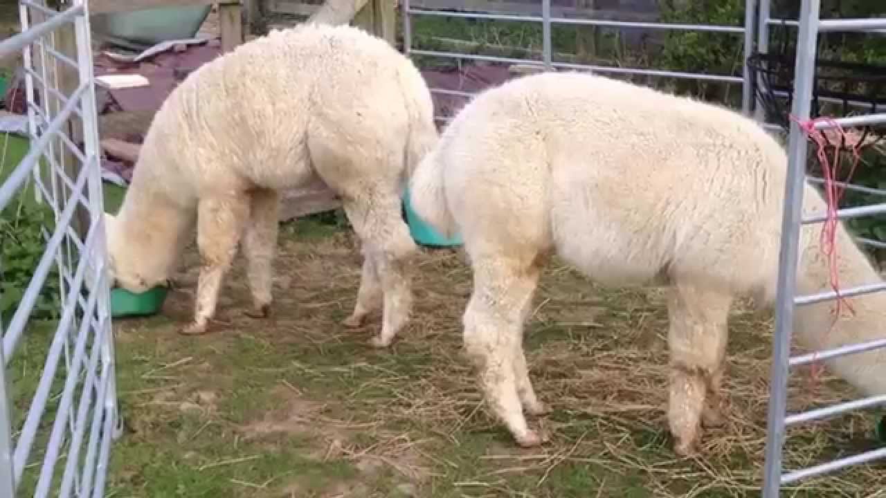 Alpaca Breakfast - YouTube