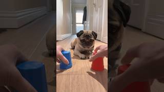 Smart Dog! Funny Pug Video. funnydogs #funnydogs #funnypugvideo #dougthepug