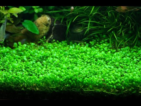 Video: Grazioso Glossostigma Povoinichkovy