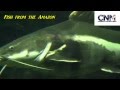 Big fish from the amazon  by john d villarreal