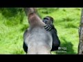 Gorilla Brothers Embrace in First Meeting After Years Apart