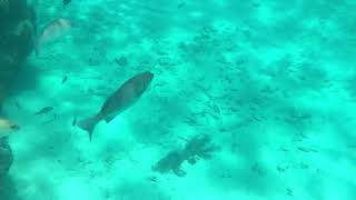 Snorkeling in Belize 2