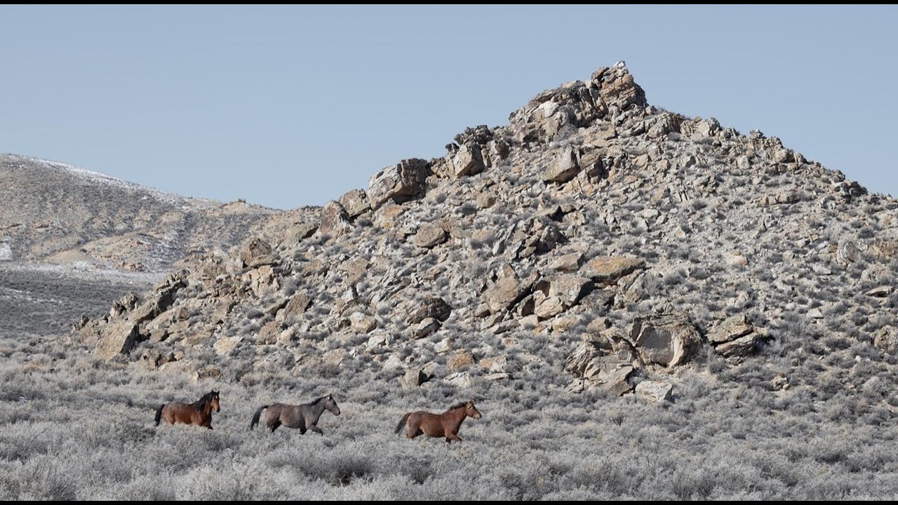 The Wild Horse Effect by Chad Hanson -- Spring 2025 Issue of EquuStyle magazine