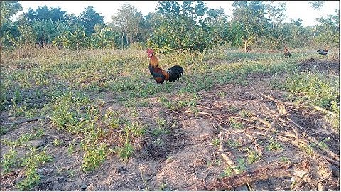 Gà mồi nhổ cọc đá bổi te tua | kèo bẫy gà rừng có chút tiếc nuối