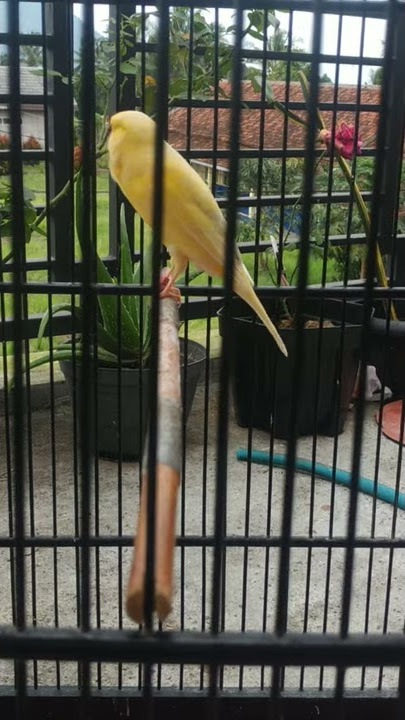 kenari isian burung gereja,cengkok lagunya cocok di jadikan pancingan