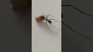Hard work Ant