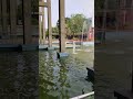 Beautiful Water Fountain Scene in IIT Kanpur