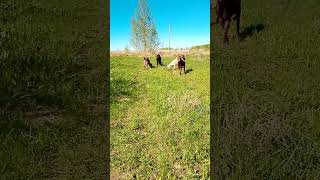 первая травка, девчонки на прогулке #козы #прогулка #лето #трава #лпх