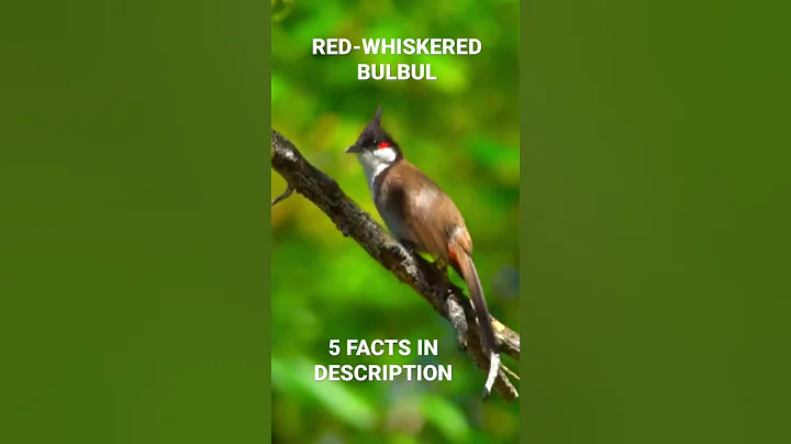 A RED-WHISKERED BULBUL ON A TREE! - DayDayNews