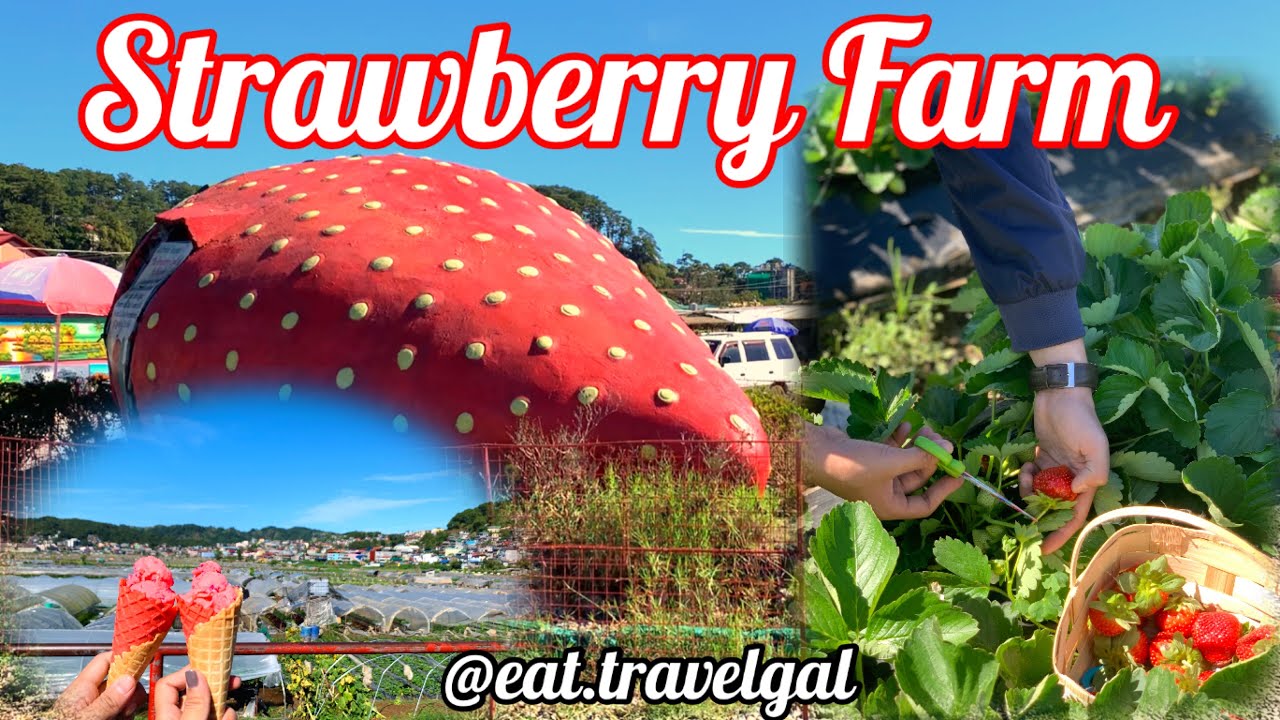 Strawberry Farm Strawberry picking La Trinidad, Benguet eat.travelgal YouTube