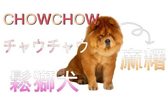 チャウチャウ犬 チャウチャウ 鬆獅犬 Chowchow 松獅 Youtube