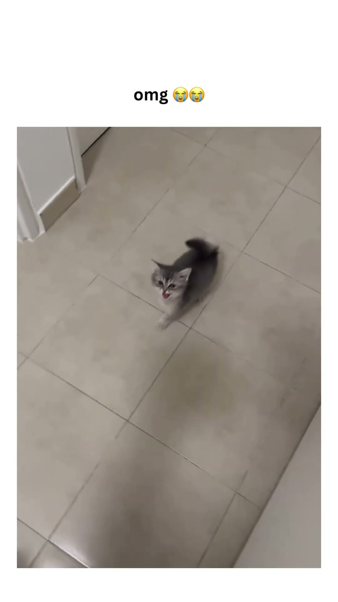 Kittyo turned into a car and was like nah you need to feed me hangry