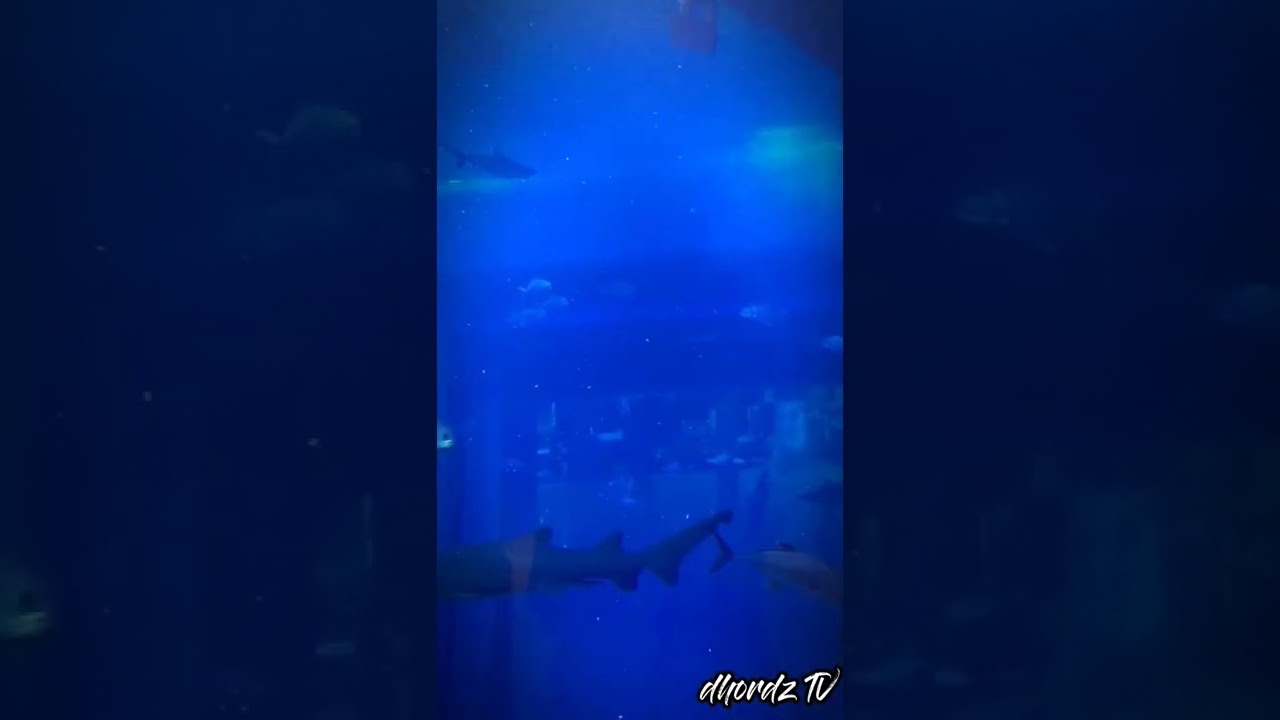 DUBAI MALL AQUARIUM AND UNDERWATER ZOO DHORDZ TV SHORTS YouTube DUBAI MALL AQUARIUM AND UNDERWATER ZOO DHORDZ TV SHORTS YouTube