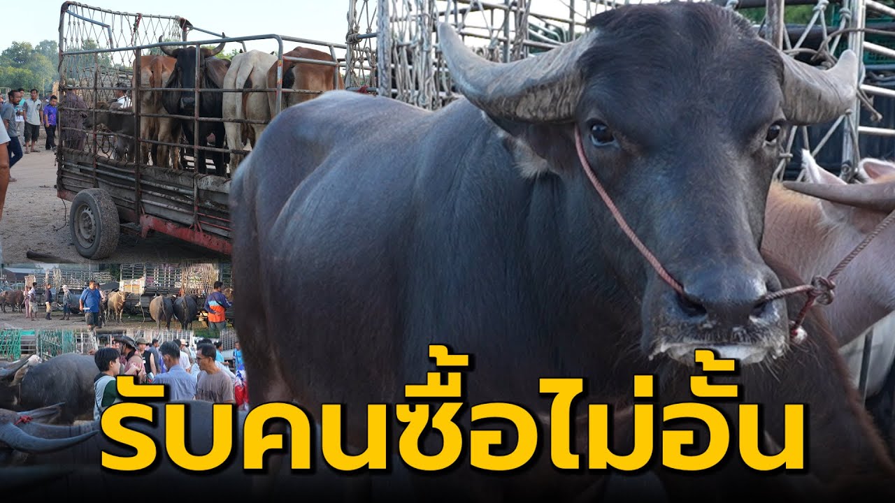 Сегодня рынок полон продавцов, приветствующих множество покупателей! | Взгляните на атмосферу ско...