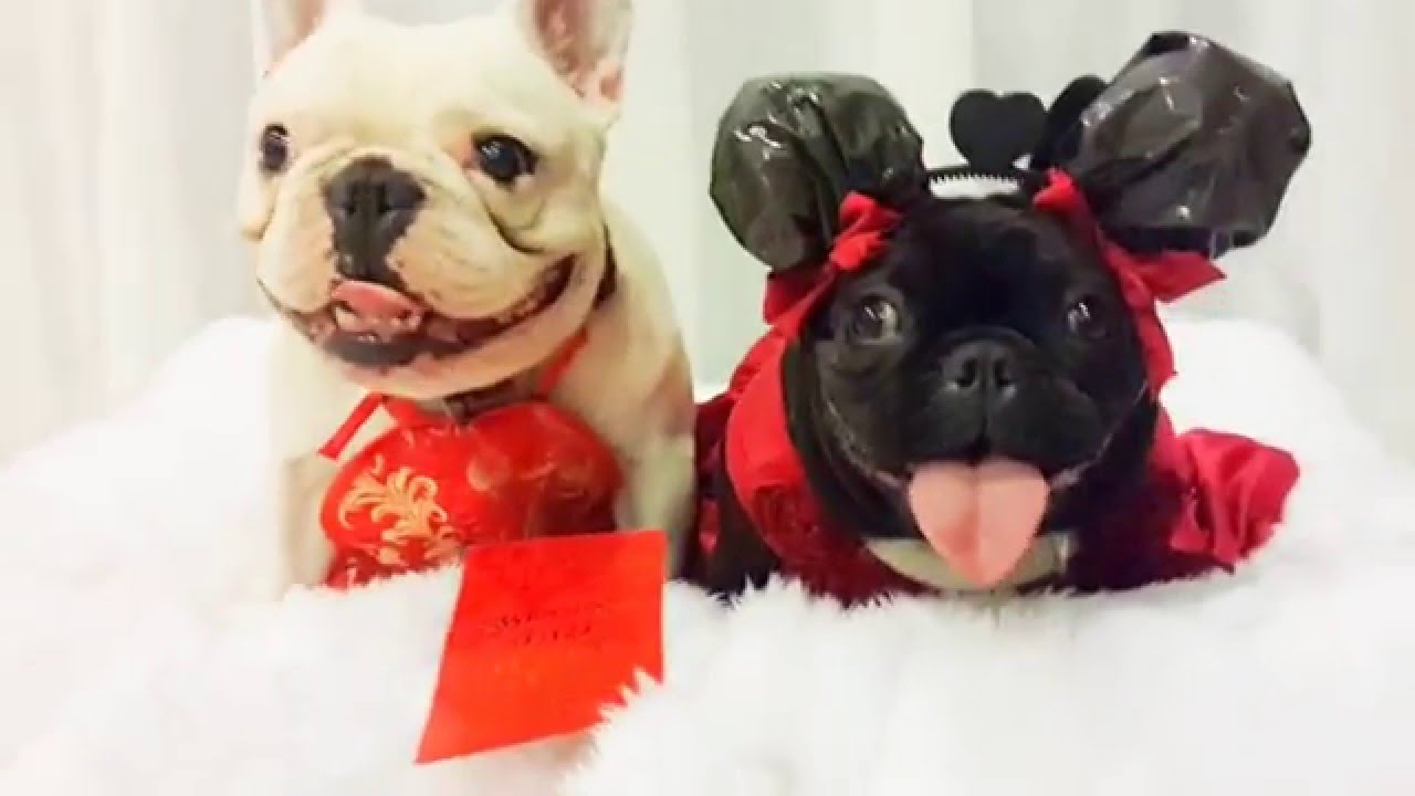 happy new year french bulldog
