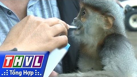 THVL | Người đưa tin 24G: Một cá thể Voọc chà vá chân xám được bán ở quán nhậu tại Phú Yên đã chết