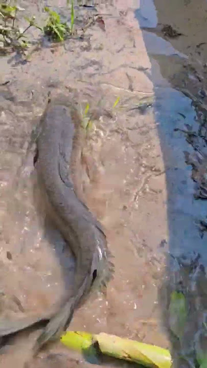 KAWAWANG HALUAN ! #animal #fish #fishing #fishingvideo