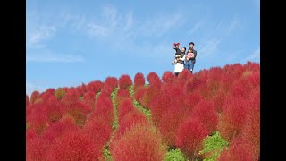 真っ赤にふわふわ　コキア見頃　滋賀