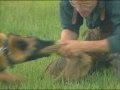 Schutzhund Protection 3 with Dr. Stewart Hilliard Schutzhund Protection 3 with Dr. Stewart Hilliard
