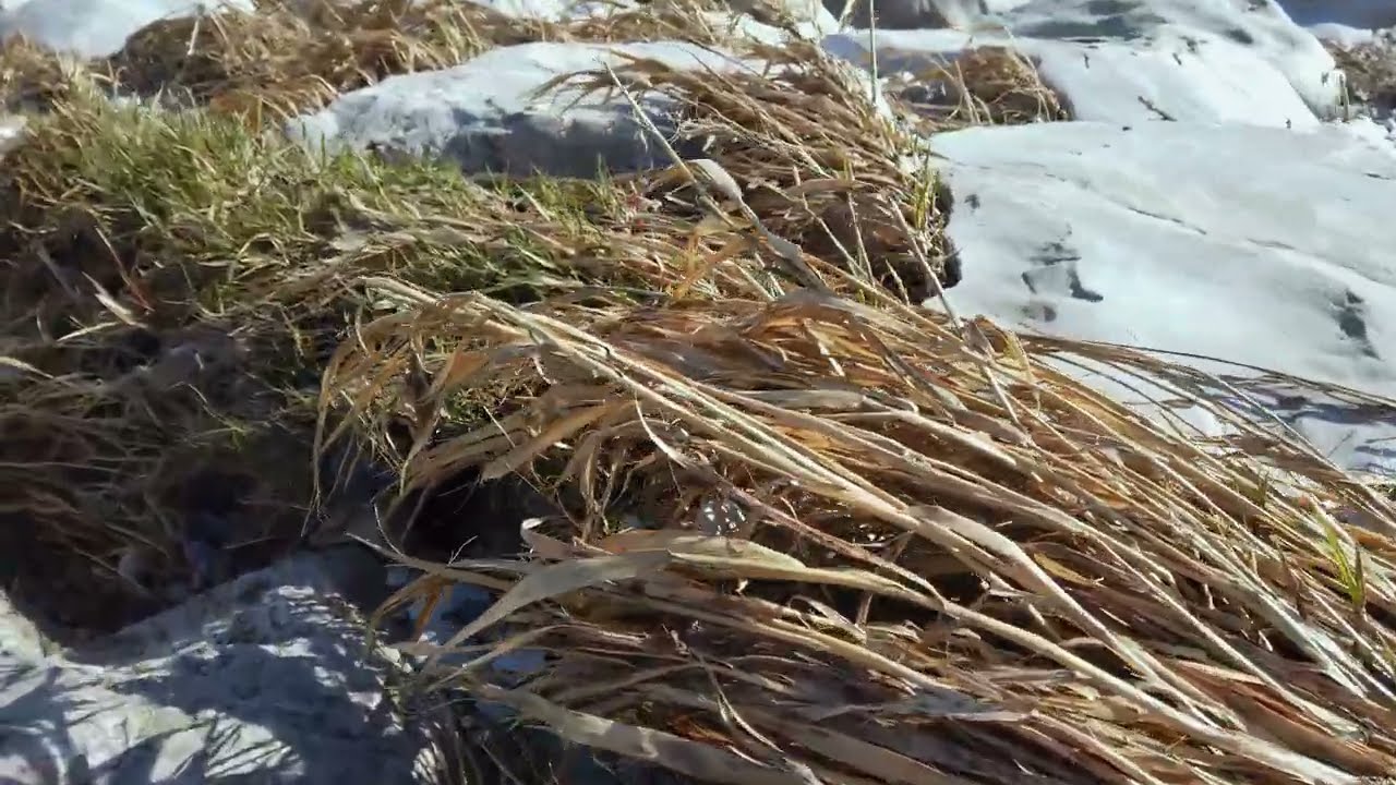 Die Leitha und die Fischa bei Lichtenwörth