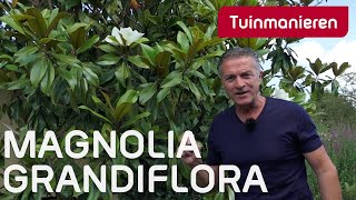 Download Lagu De magnolia grandiflora met bloem | Tuinmanieren MP3 Download Lagu De magnolia grandiflora met bloem | Tuinmanieren MP3