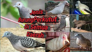 Jenis Burung Perkutut Di Semua Daerah
