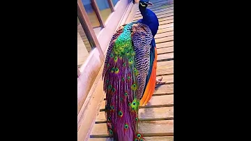 طاووس جميل Peacock 