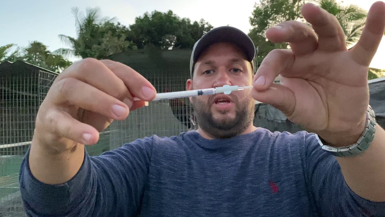 Cómo Inseminar Gallos Y Gallinas  Con 