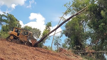 How the CAT D6R XL Bulldozer Works Quickly Pushes Large Trees for New Land Clearing