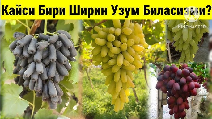 Erotika va jinsiy olatni