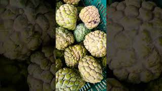 amazing custard/Sugar apple?? | harvesting custard Apple | how to cut custard custardapple shorts