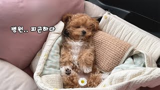 Poodle puppy kissing Vet ~