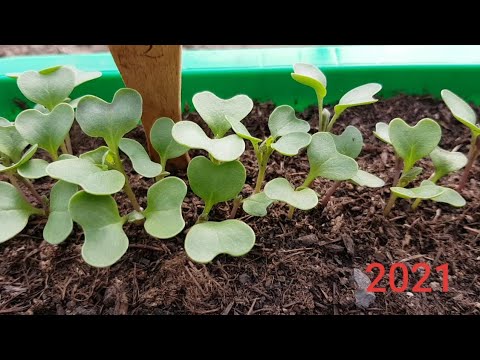 Vidéo: Comment faire pousser du brocoli W altham 29 : planter des graines de brocoli W altham 29