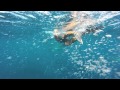 Galapagos - Dolphins - snorkeling with hundreds of them!