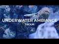 1 hour of relaxing arabian gulf underwater sounds