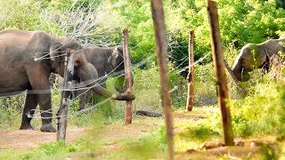 Brave elephant smartly break the electric fence that obstruct their route by Elephant Zone 5,982 views 6 months ago 8 minutes, 5 seconds