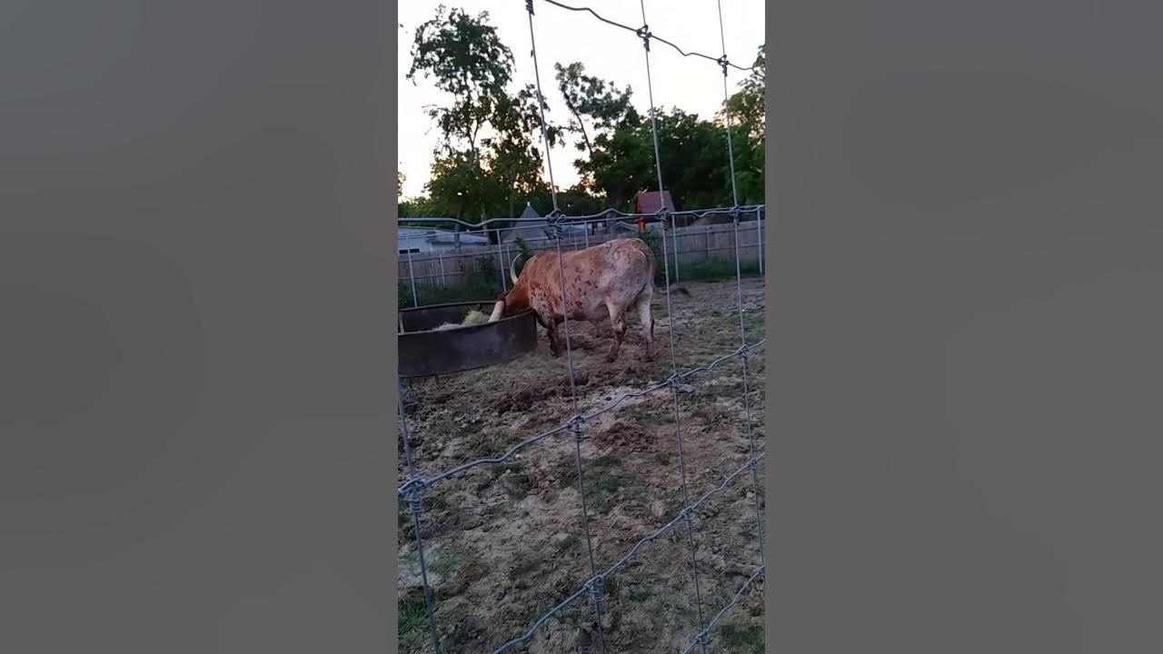 Fuel City Animals YouTube