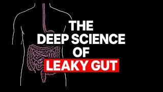 Leaky Gut Explained: Mechanism, Evidence, LPS, and Endotoxins