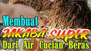 Pupuk Organik Cair ini Dari Air Cucian Beras / Leri - JAKABA SUPER || Jakaba Super + Kalsium